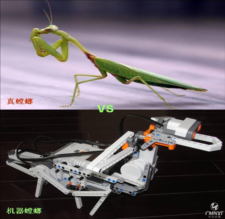 真假螳螂.jpg